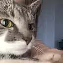 [GTBLovesAnimals]