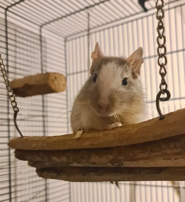 Degu i behov av flock