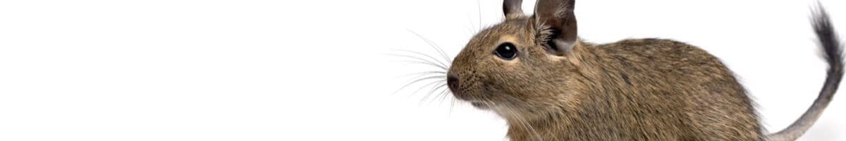 Degus iFokus