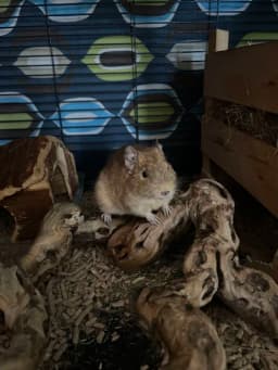Nytt hem till ensam degu